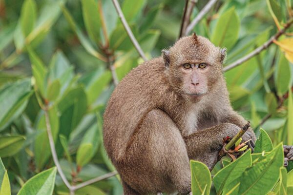 Phi Phi Island- Jamesbond Island Tour - Image 7
