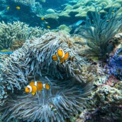 Alternative view of Surin Islands One Day Trip by Speed Catamaran