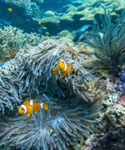 Alternative view of Surin Islands One Day Trip by Speed Catamaran