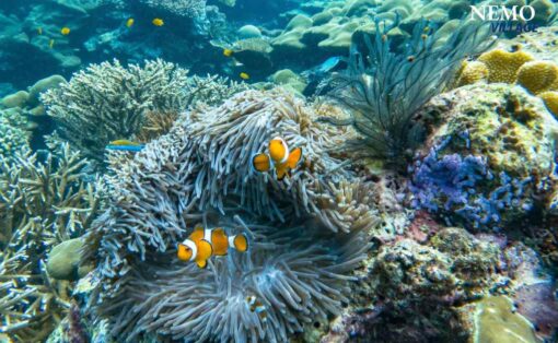 Surin Islands One Day Trip by Speed Catamaran - Image 2