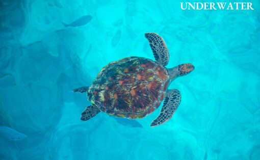 Similan Island Tour Premium Speed Catamaran - Image 8