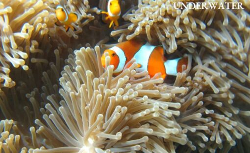 Similan Island Tour Premium Speed Catamaran - Image 9