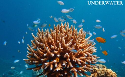 Surin Islands One Day Trip by Speed Catamaran - Image 6